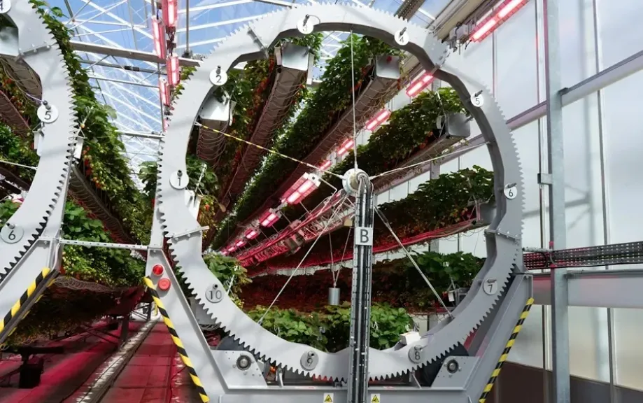 Dyson Farming has been working since 2021 to create the perfect conditions for growing strawberries all year round - Dyson