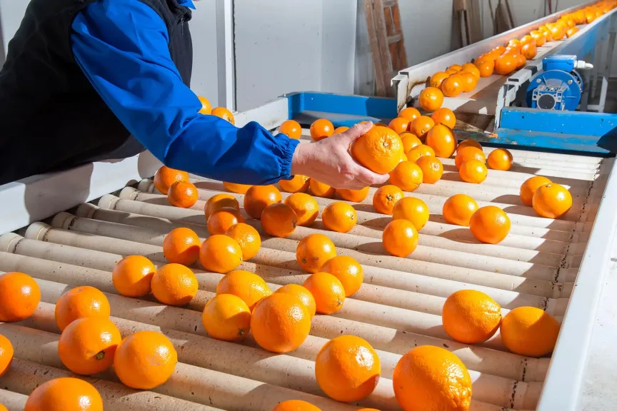 Egypt’s food exports reach record $3.37 B in First Half of 2025