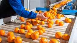 Egypt’s food exports reach record...