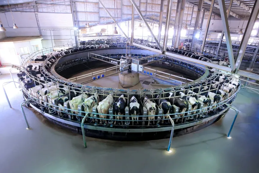Juhayna Boosts “Enmaa” Farm Capabilities with Advanced Rotating Parlor Upgrade to Drive Efficiency and Sustainability